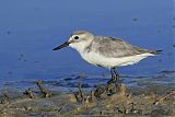 Wrybill